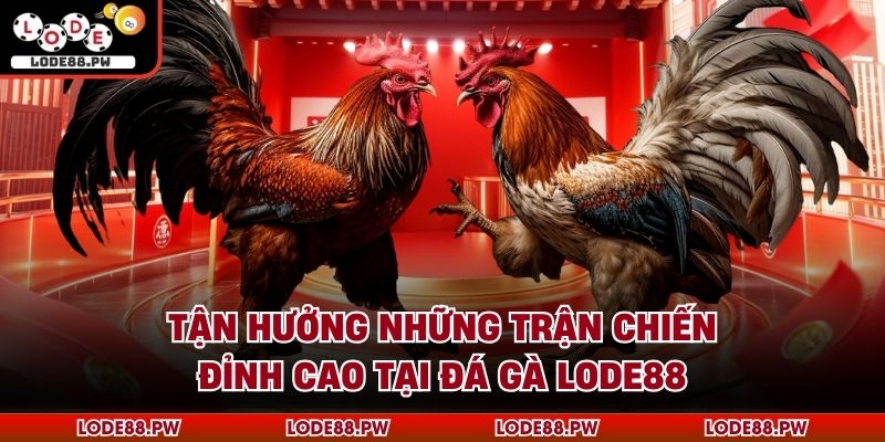 Đá Gà LODE88